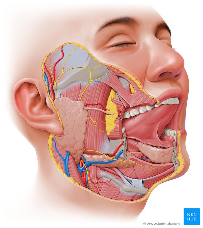 Anatomía de la cabeza y el cuello: Guía completa y visual