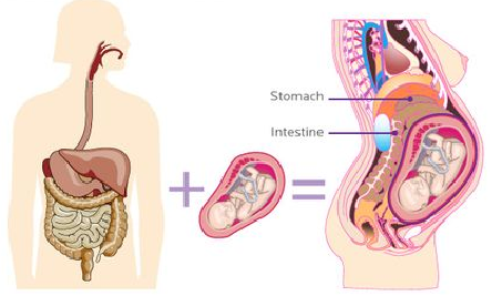 Anatomía embarazada: Descubre los cambios fisiológicos durante el embarazo