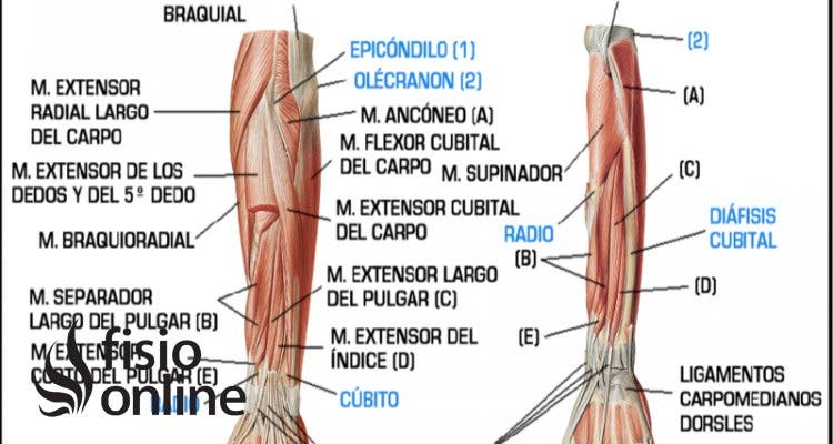 Anatomía muscular del codo: Orígenes, funciones y puntos gatillo