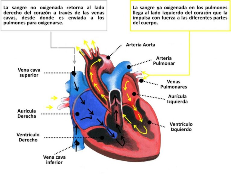 Aurícula Cardiaca: La clave para una salud cardiovascular óptima