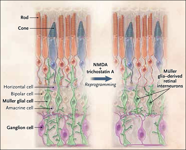 Células de Müller: el poder oculto en la regeneración neuronal