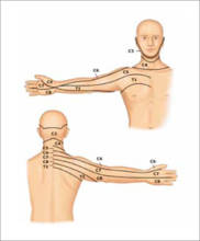 Cervical C7: Todo sobre el segmento de movimiento espinal C6-C7, mielopatía cervical, radiculopatía C7: la importancia del ala escapular en …