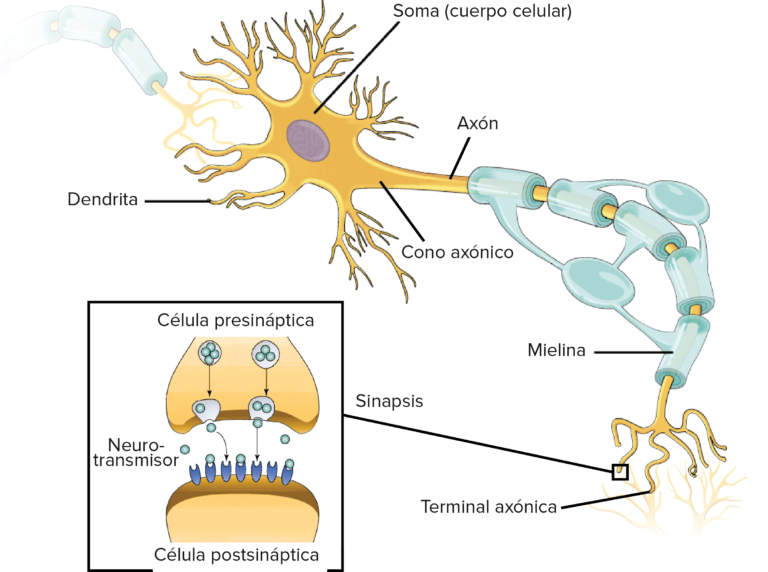 Dendrita: La Conexión Esencial de la Neurona