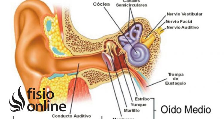 Descubre cómo funciona el nervio estatoacústico en el equilibrio y audición