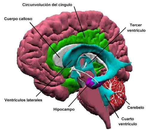 Descubre el Hipocampo: La Zona del Lóbulo Temporal que Controla tu Memoria