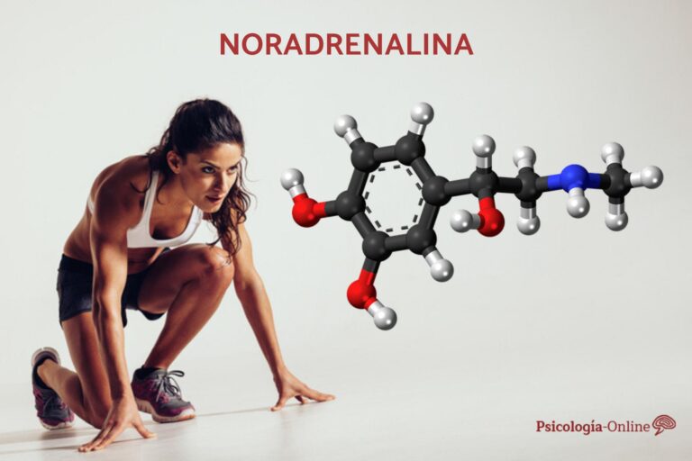 Descubre el poder de la hormona noradrenalina en tu cuerpo