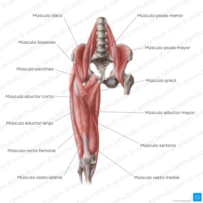 Descubre la anatomía de los músculos de la cadera y sus puntos gatillo