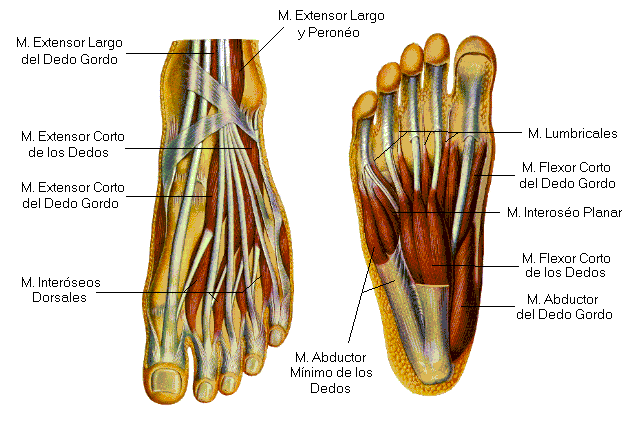 Descubre la anatomía y biomecánica de los músculos del pie: origen, función y puntos gatillo