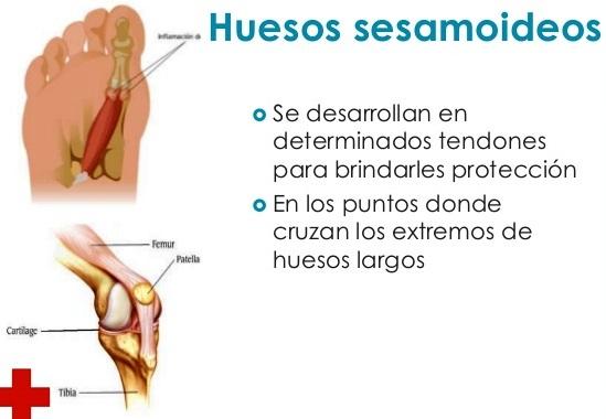 Descubre la función clave de los huesos sesamoideos en el movimiento humano