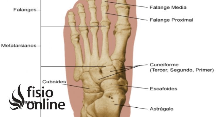 Descubre la importancia de la articulación metatarsofalángica en tus pies