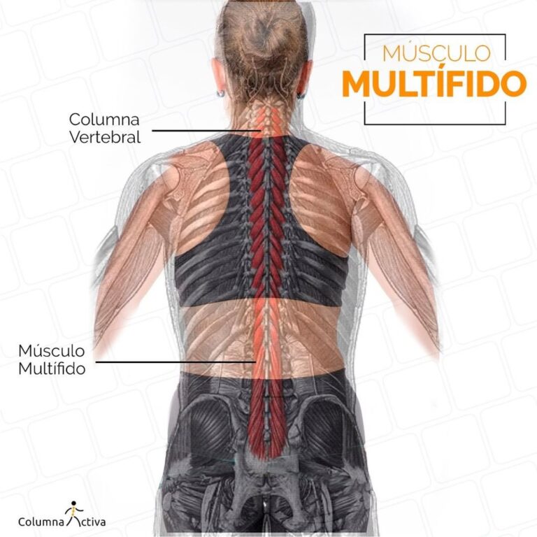 Descubre La Biomec nica Del M sculo Esternocleidomastoideo Y Sus Puntos 