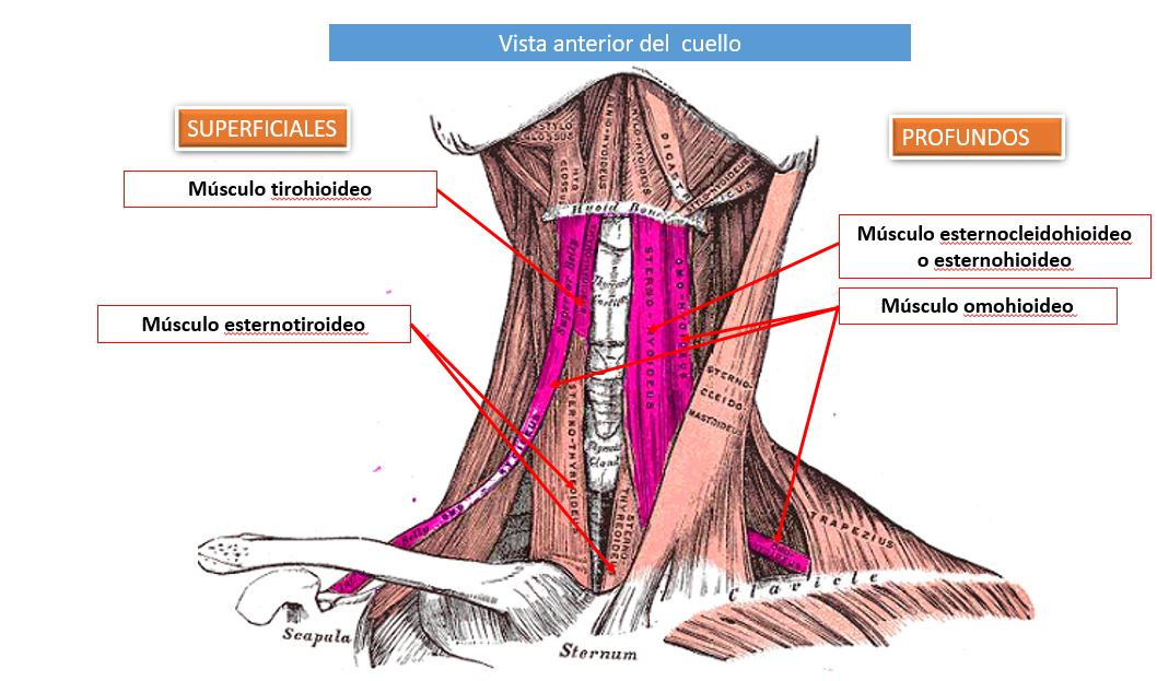 Descubre los secretos de los músculos infrahioideos