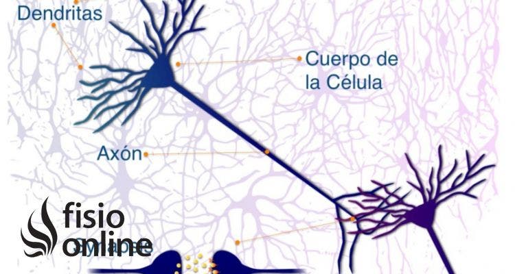 Descubre los secretos del axon: todo lo que debes saber sobre esta neurita