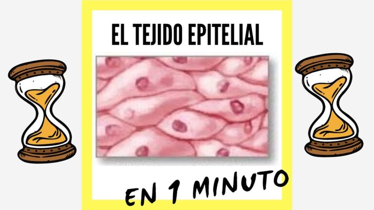 Descubre los secretos del tejido epitelial en sólo 5 minutos