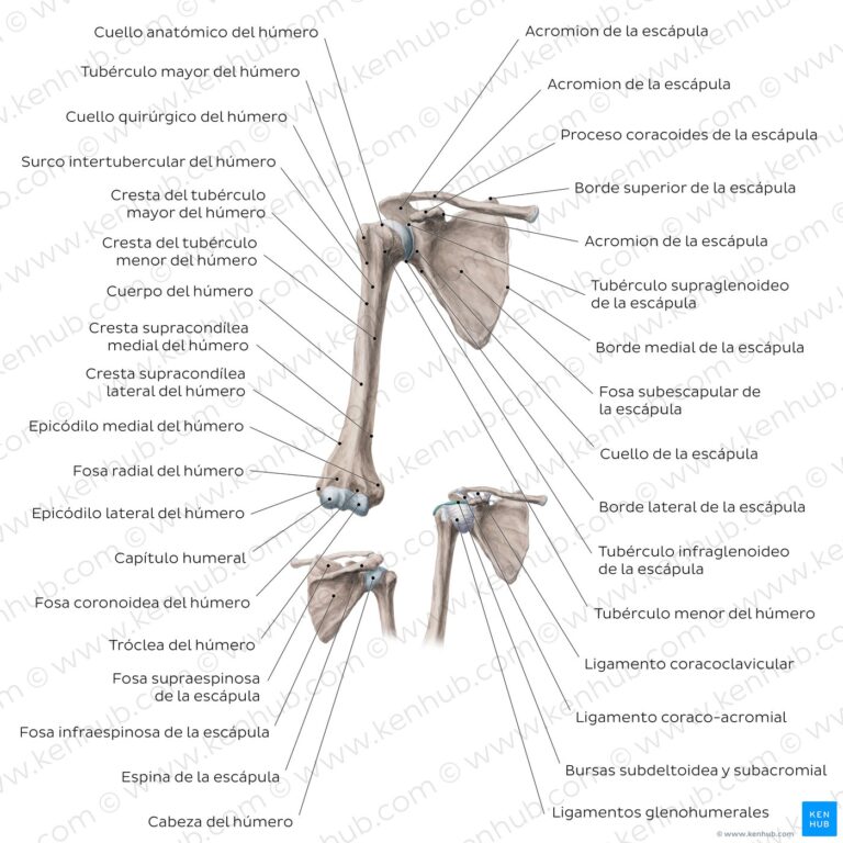 Descubre todo sobre el hueso escapula: anatomía y funciones