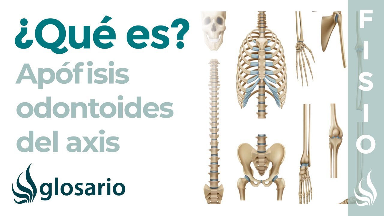Descubre todo sobre la apófisis odontoides del axis en este artículo completo