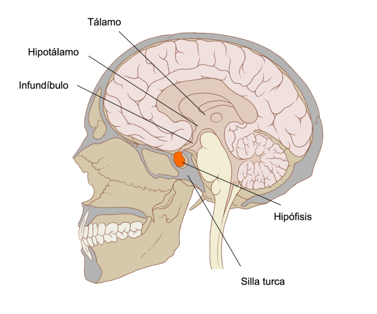 Descubre todo sobre la glándula hipófisis: funciones y curiosidades