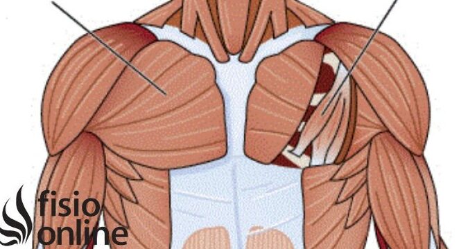 Descubre La Biomec nica Del M sculo Esternocleidomastoideo Y Sus Puntos 