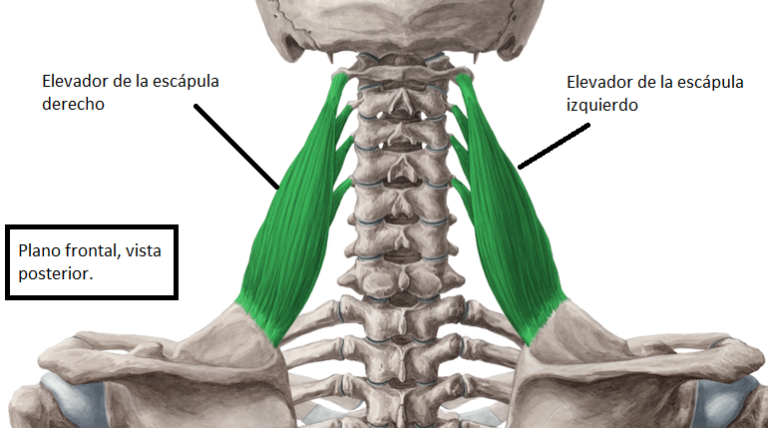 Desentrañando la relación entre problemas de hombro y cervicales: ¿Cómo afectan a tu bienestar?