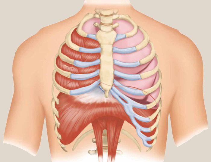 Dolor de espalda: ¿Podría ser el diafragma?
