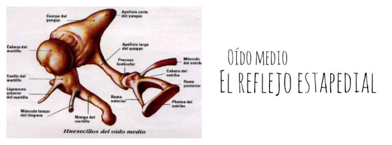 Estapedial: El significado del reflejo estapedial en la evolución del ser humano