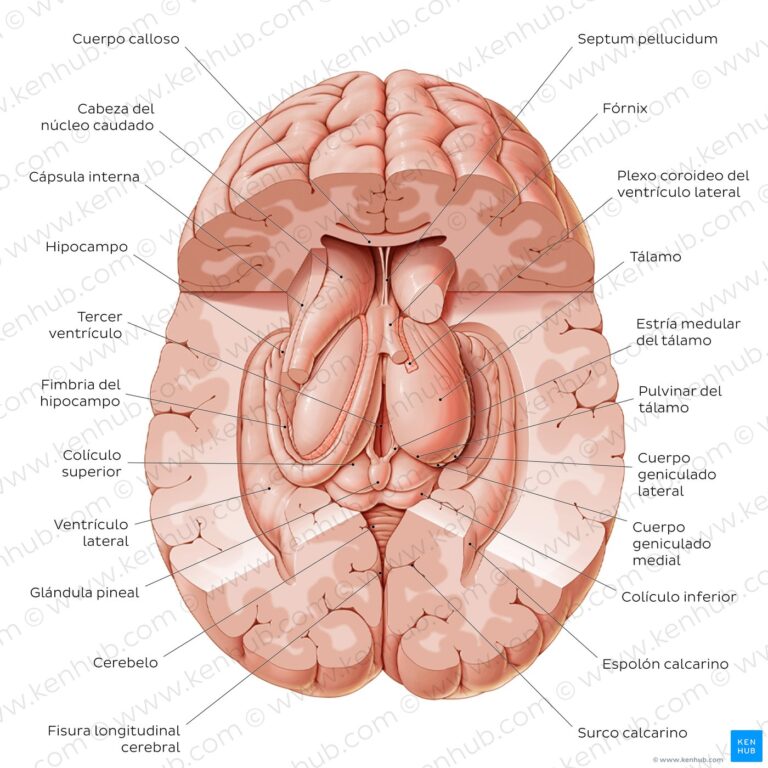 Estria medular talámica: Anatomía y funciones clave