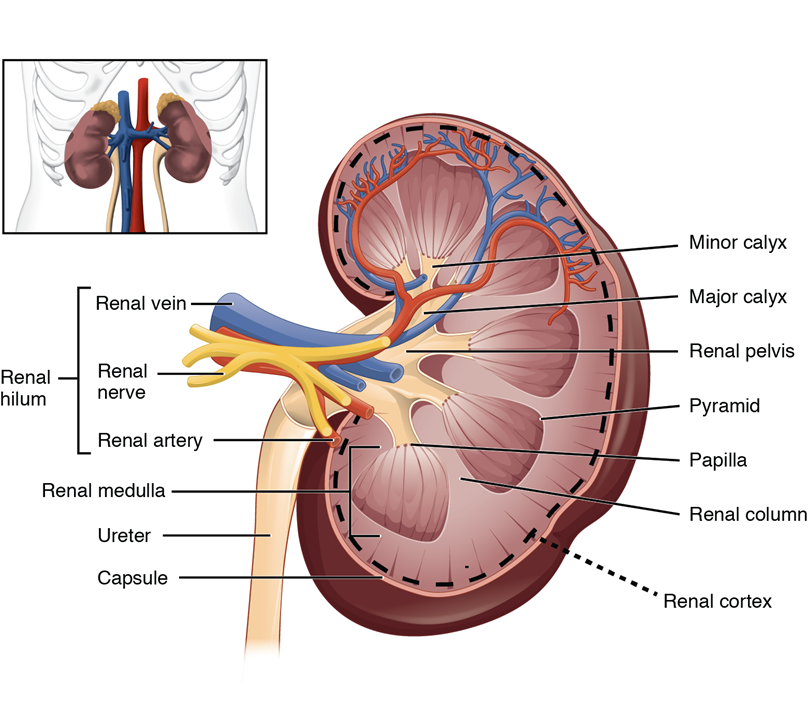 Corpúsculo Renal: Un Vistazo Detallado a la Estructura del Riñón