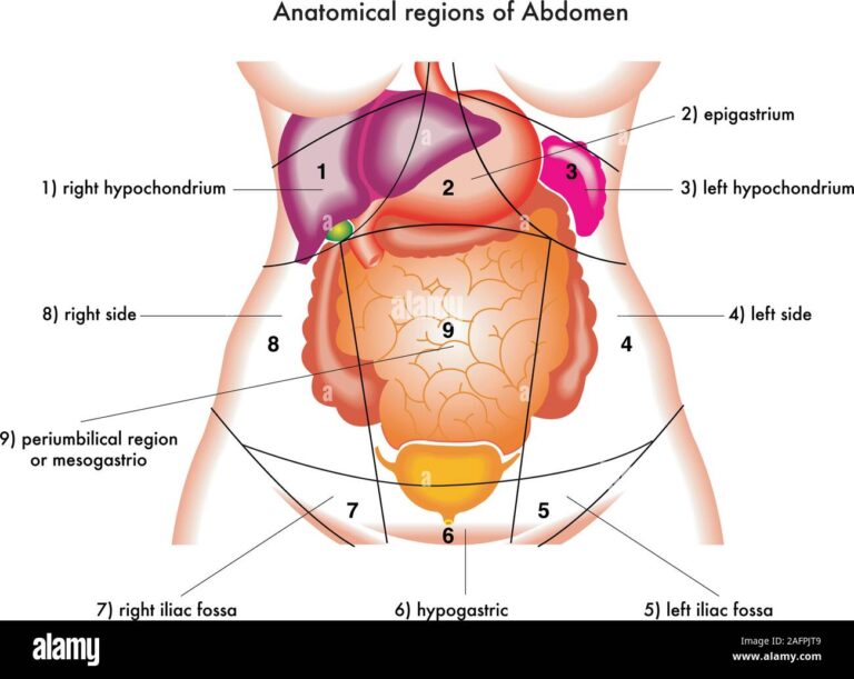 Explorando la Anatomía del Epigastrio