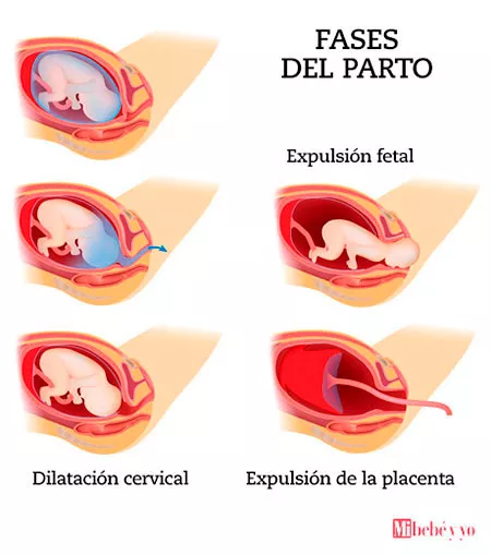 Fases del parto: Todo lo que necesitas saber