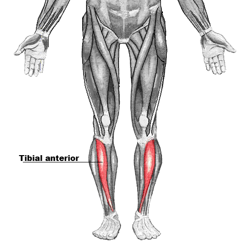Fortalece tus piernas con ejercicios de músculo tibial anterior