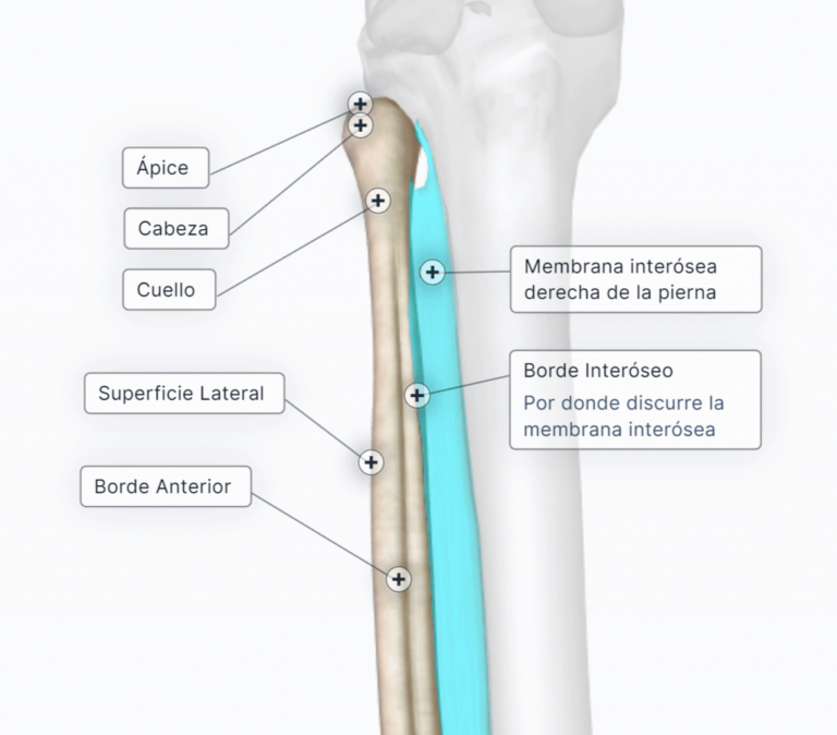 Hueso Perone: Todo lo que necesitas saber sobre esta importante estructura ósea
