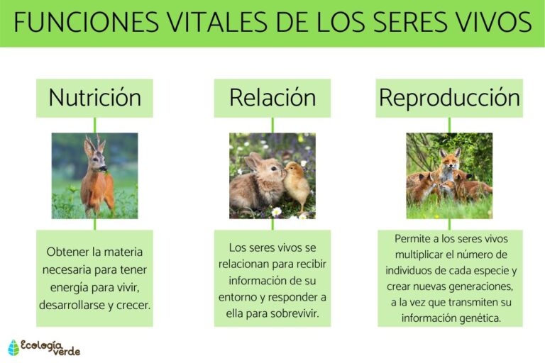 Ingestión: Todo lo que debes saber sobre esta función vital