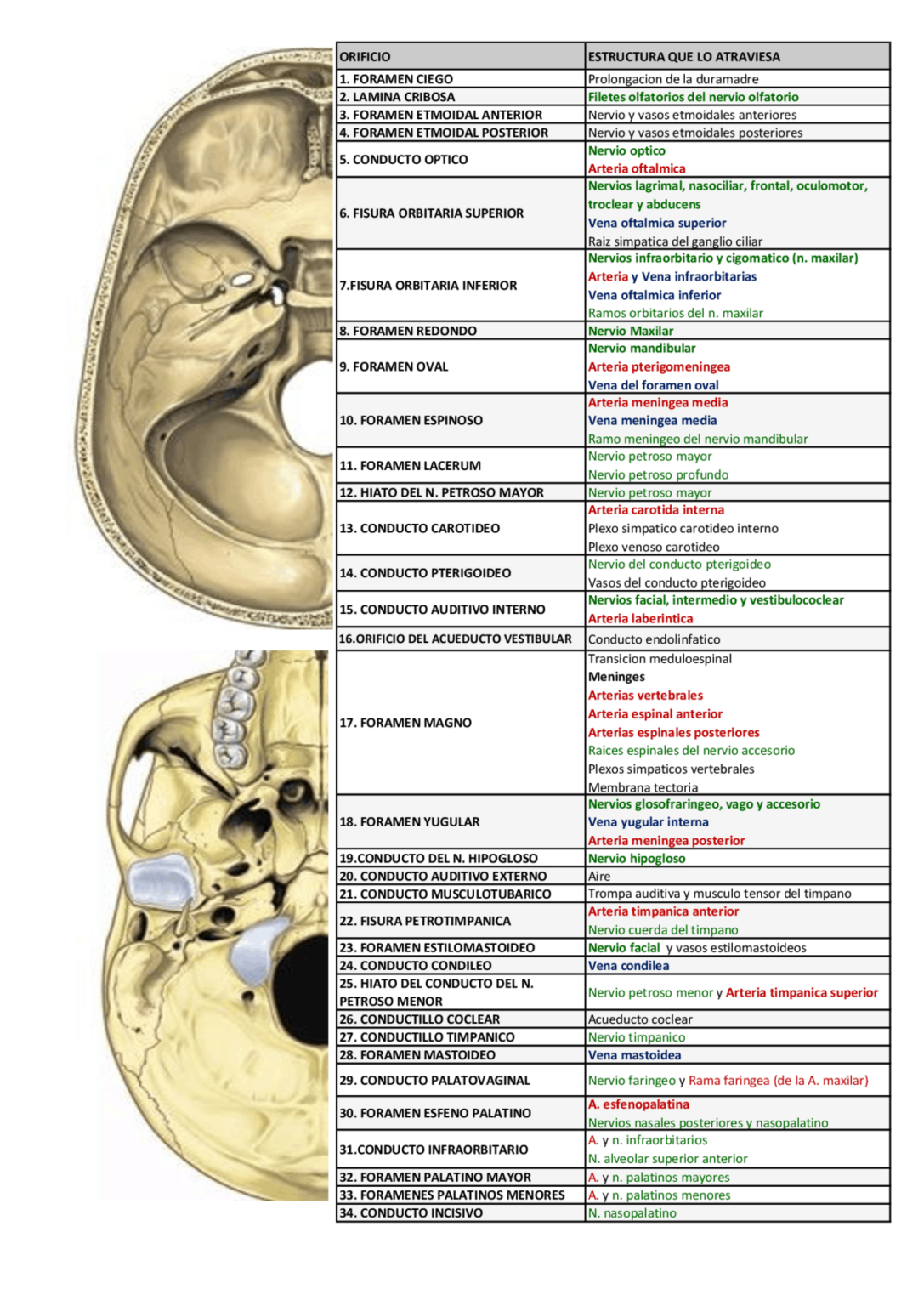 Formane Rasgado Lista de foramina y fisuras del cráneo