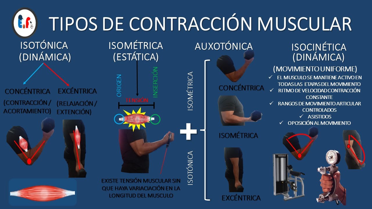 Miometri: Todo sobre las contracciones musculares durante el acortamiento
