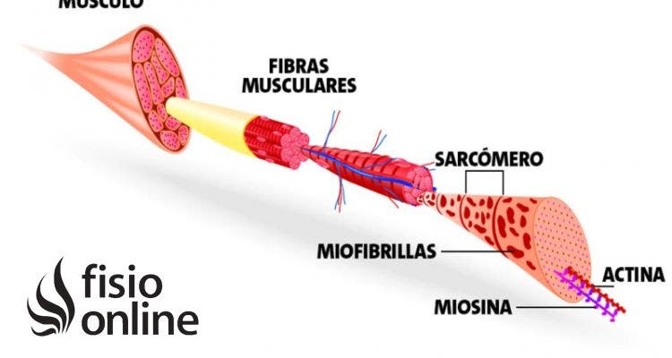 Miosina: La proteína clave para fortalecer tus músculos
