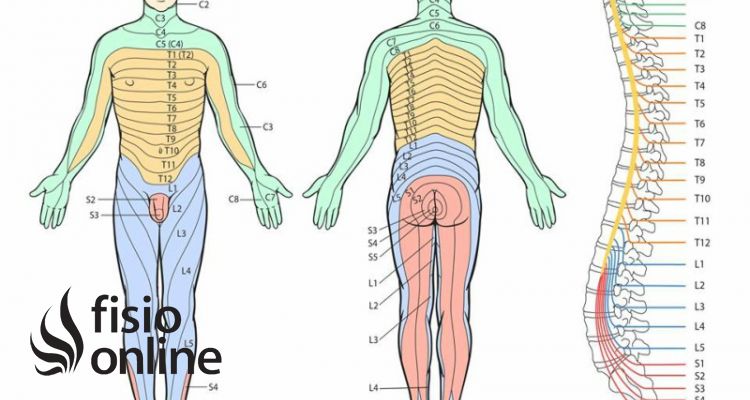 Miotoma: Descubre los secretos de tu anatomía muscular