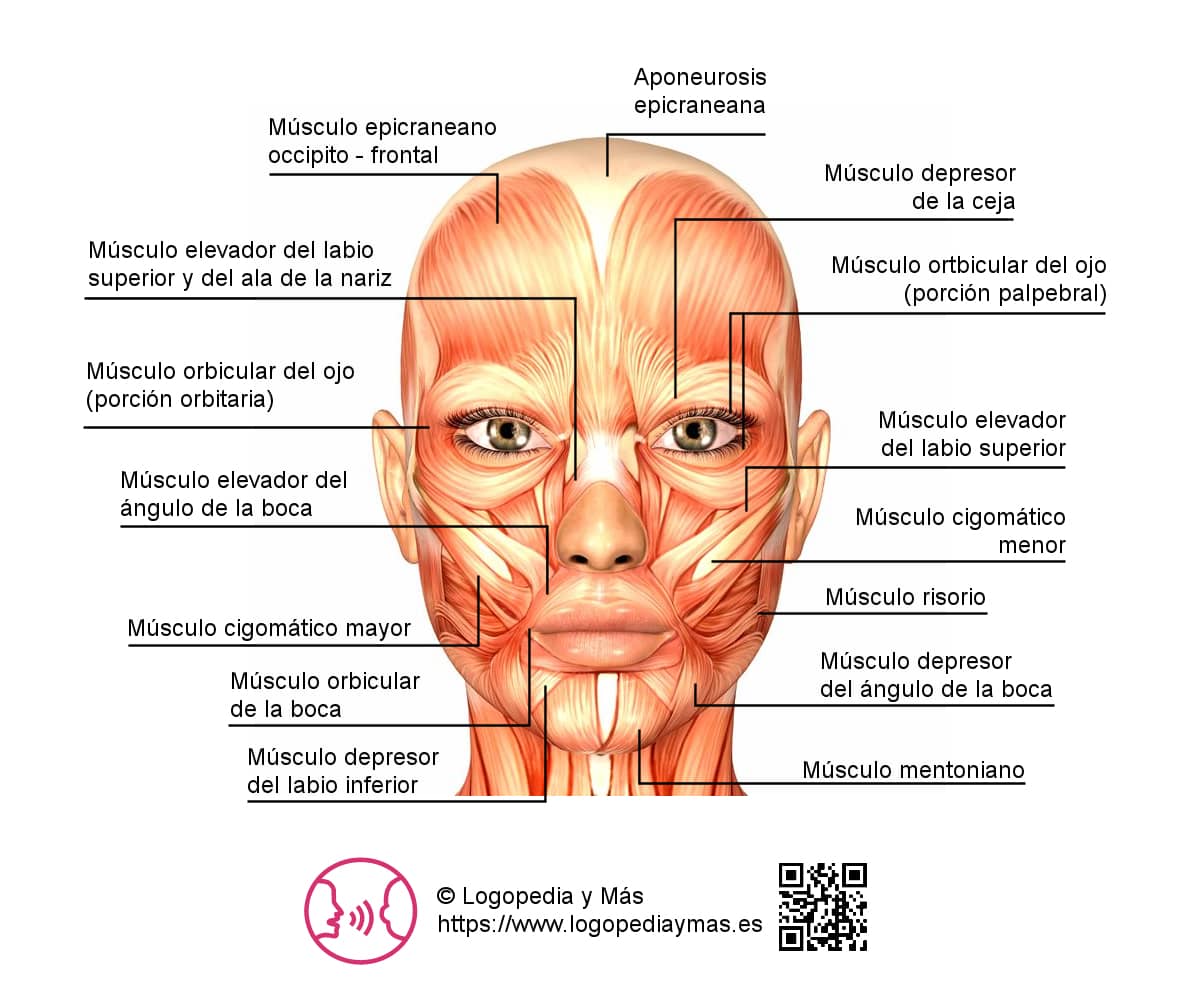 M sculos Faciales Anatom a Y Funciones