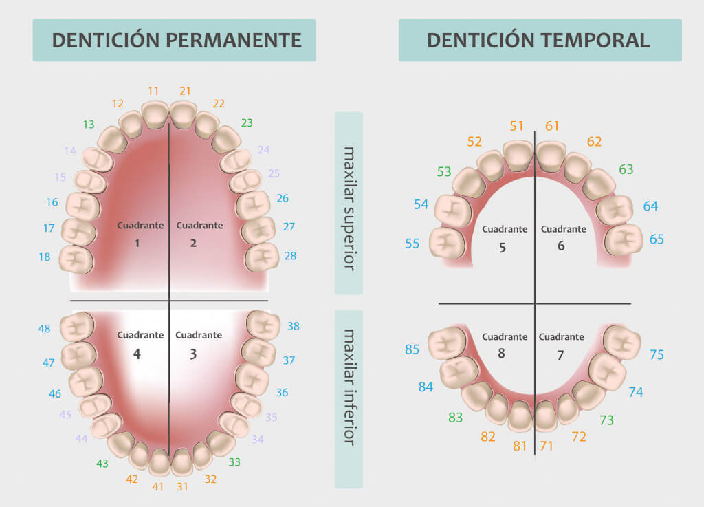 Numeraci n De Los Dientes qu Son Las Piezas Dentales Numeradas numeraci-n-de-los-dientes-qu-son-las-piezas-dentales-numeradas