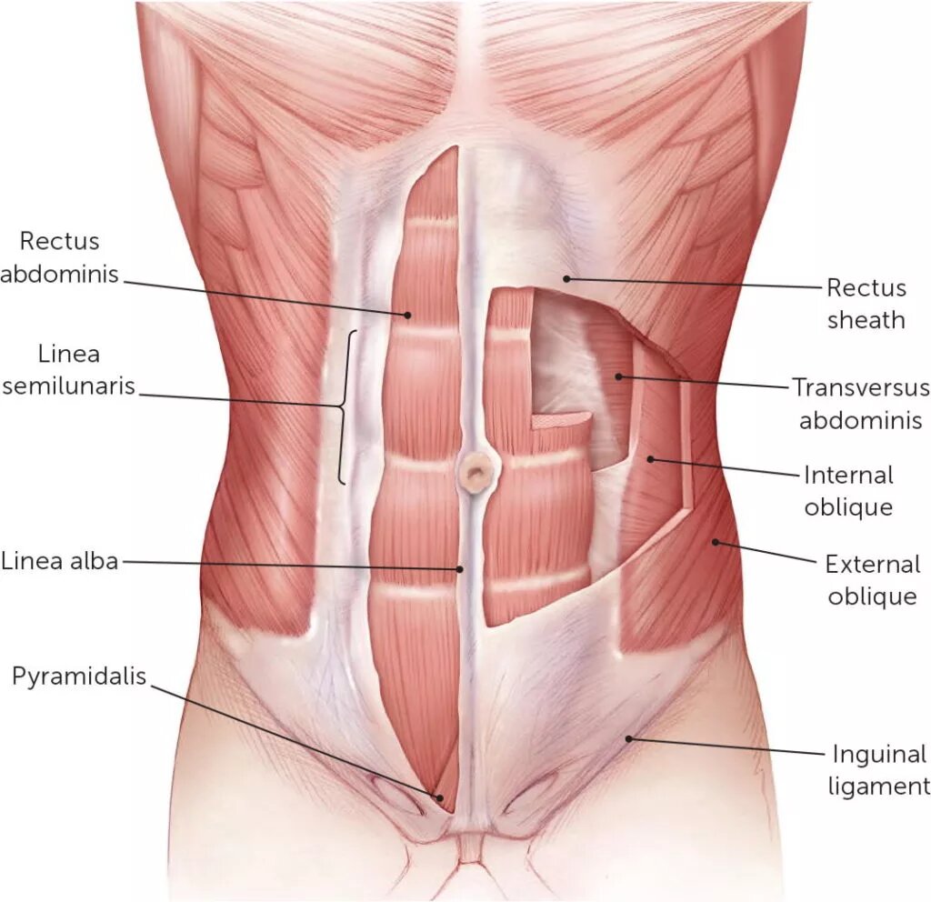 Obliques Los M sculos Clave Para Un Abdomen Fuerte Y Definido