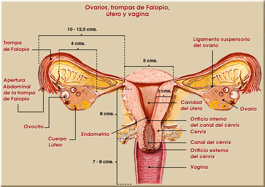Órganos del cuerpo humano de la mujer: Conoce su anatomía en español