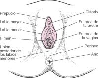 Órganos Genitales Femeninos Externos: Todo lo que Necesitas Saber