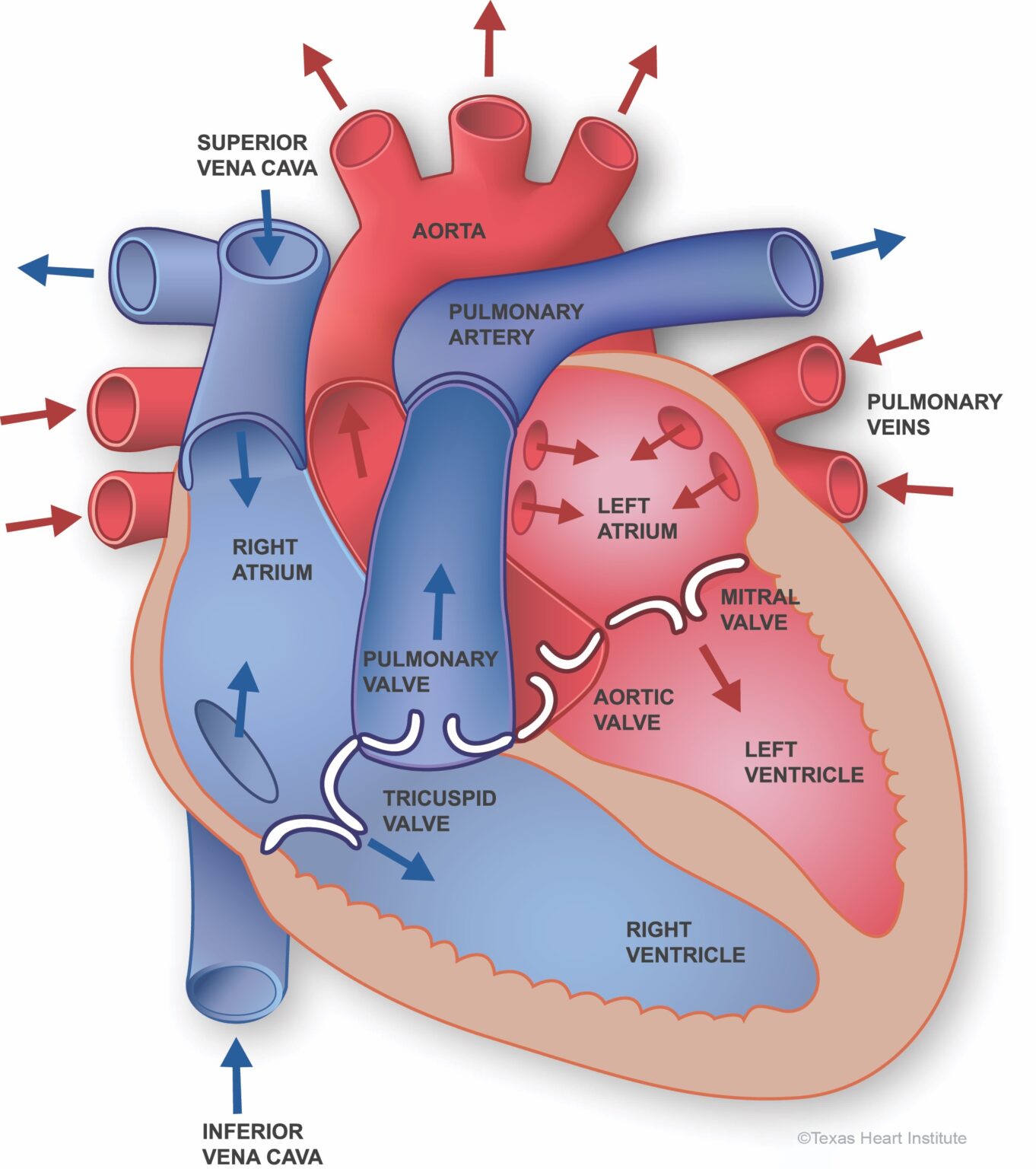 Cardiovascular Components Arteria Cerebral Media: Anatomía y Ramas
