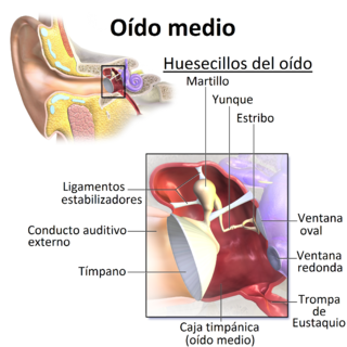 Promontorio Oído: Descubre todo sobre la cavidad timpánica
