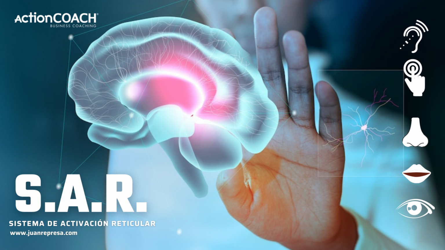 Tubo Contorneado Proximal: Descubriendo su Importancia en la Salud