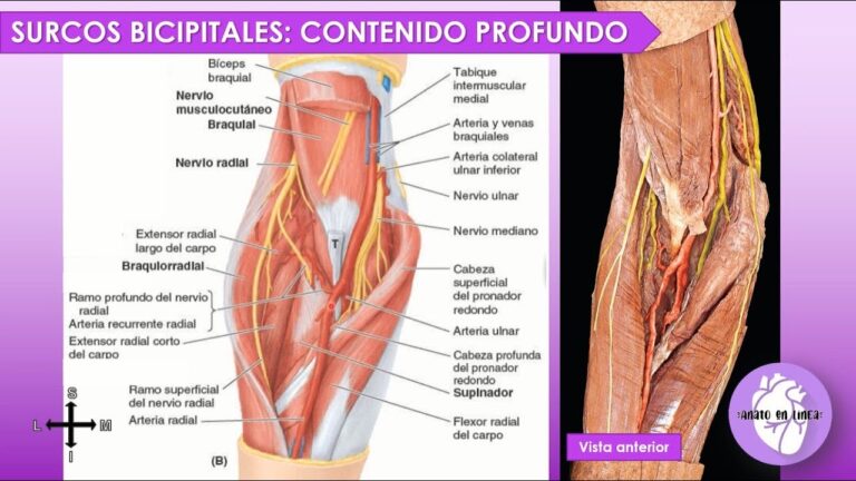 Surcos bicipitales: Todo lo que debes saber sobre la fosa cubital y su anatomía