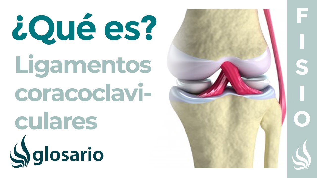 Todo lo que necesitas saber sobre los ligamentos coracoclaviculares