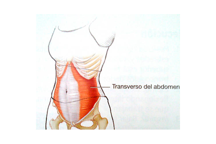 Tonifica tu abdomen con el músculo transverso: ¡descubre cómo!